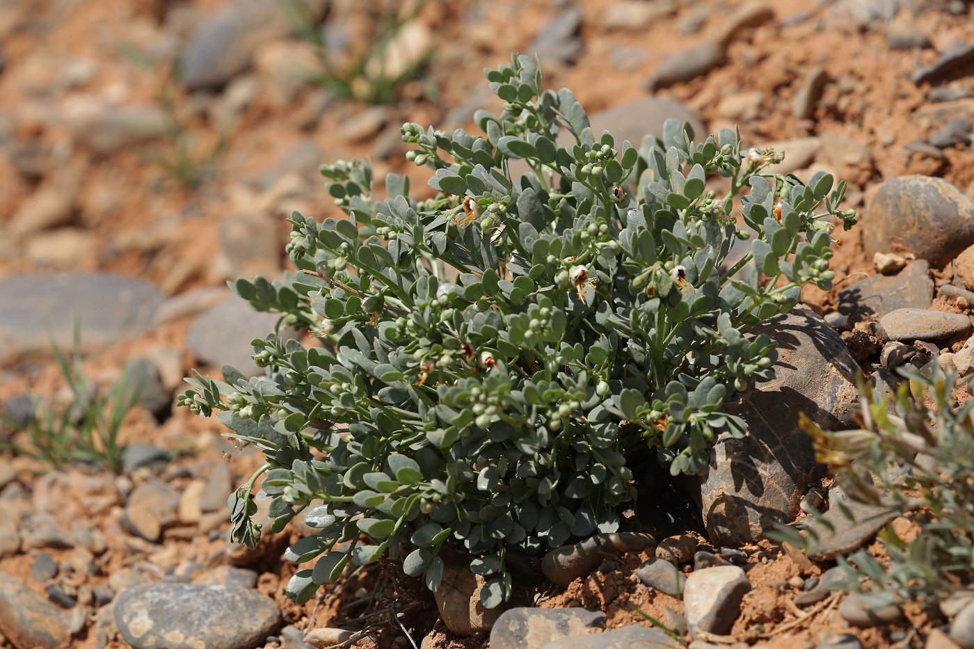 Image of Zygophyllum iliense specimen.