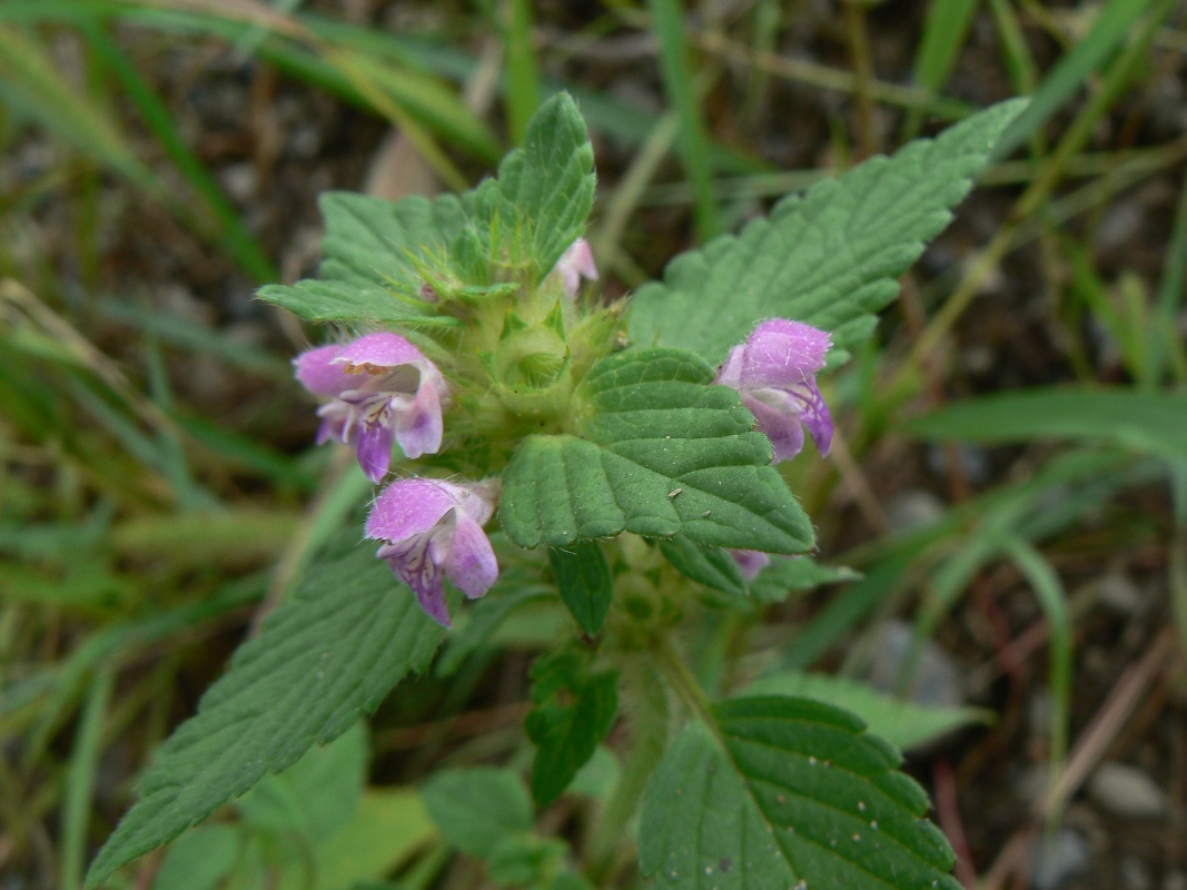 Изображение особи Galeopsis bifida.