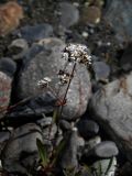 Gypsophila cephalotes