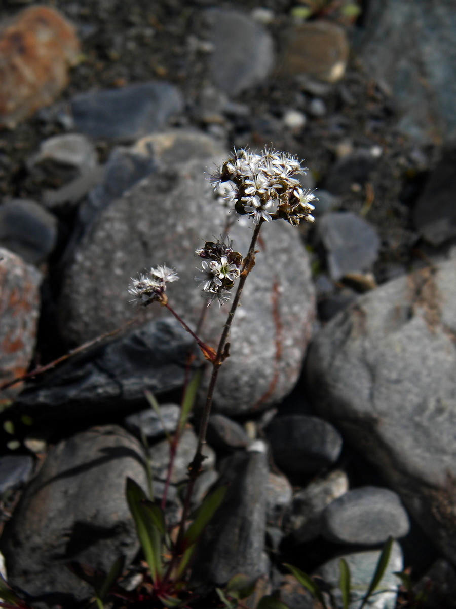 Image of Gypsophila cephalotes specimen.