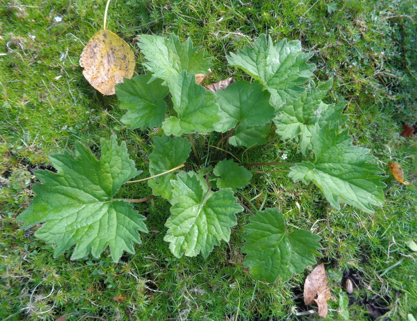 Изображение особи семейство Asteraceae.