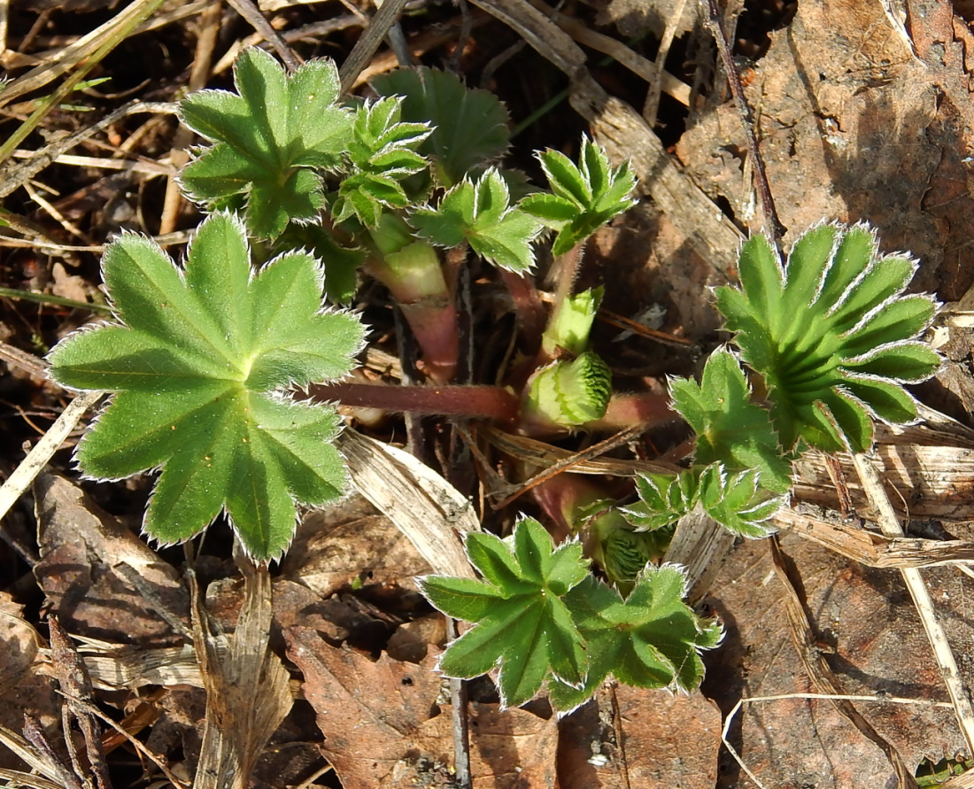 Image of genus Alchemilla specimen.