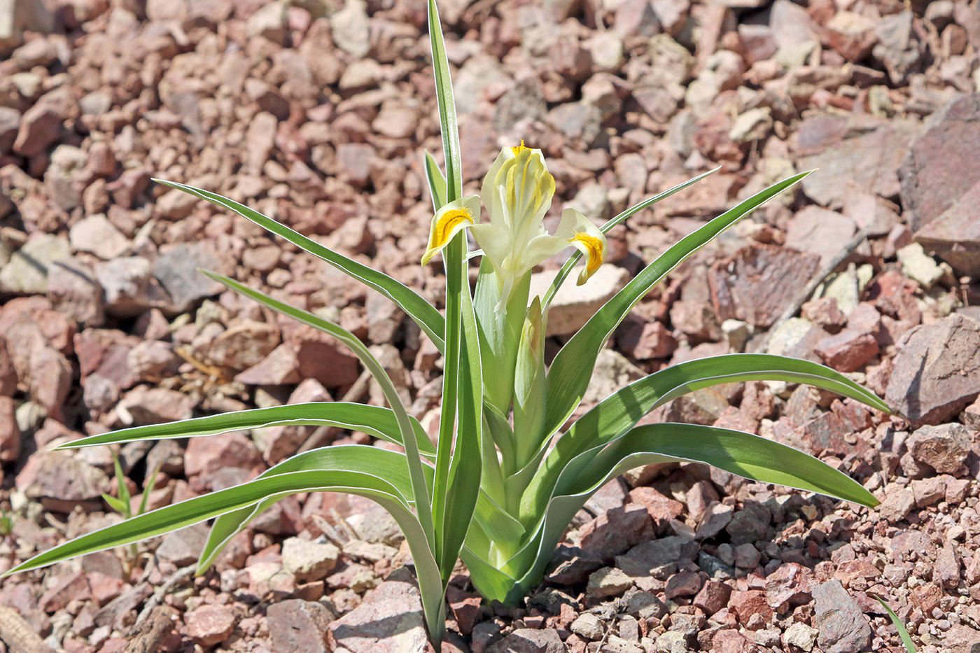 Изображение особи Juno orchioides.