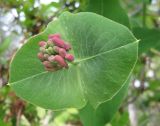 Lonicera × brownii. Соцветие в бутонах. Крым, Симферополь, ботсад университета. 13 мая 2010 г.