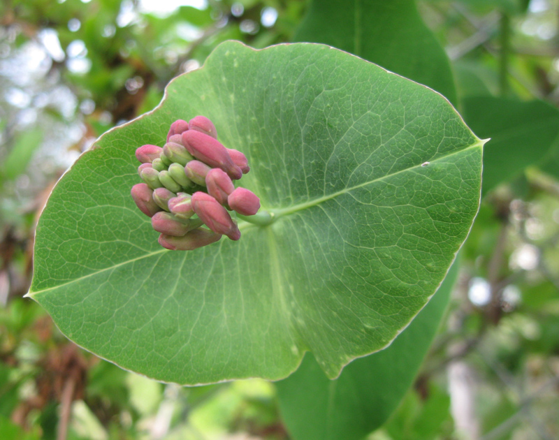 Image of Lonicera × brownii specimen.