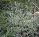 Artemisia sericea