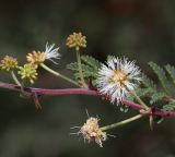 Mimosa aculeaticarpa