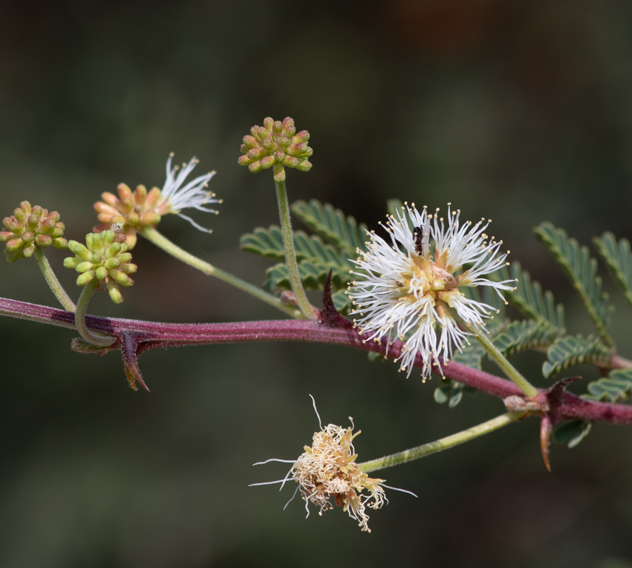 Изображение особи Mimosa aculeaticarpa.