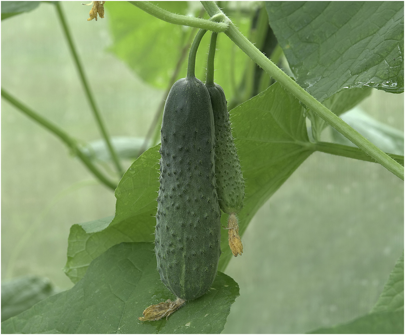 Изображение особи Cucumis sativus.