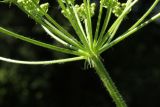 Heracleum sibiricum. Верхушка побега с основанием соцветия; видны обёртки. Санкт-Петербург, Дудергофские высоты, разнотравный луг. 03.07.2010.