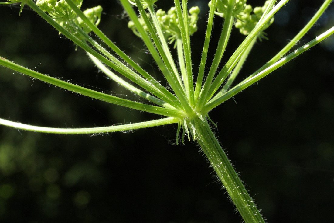 Изображение особи Heracleum sibiricum.