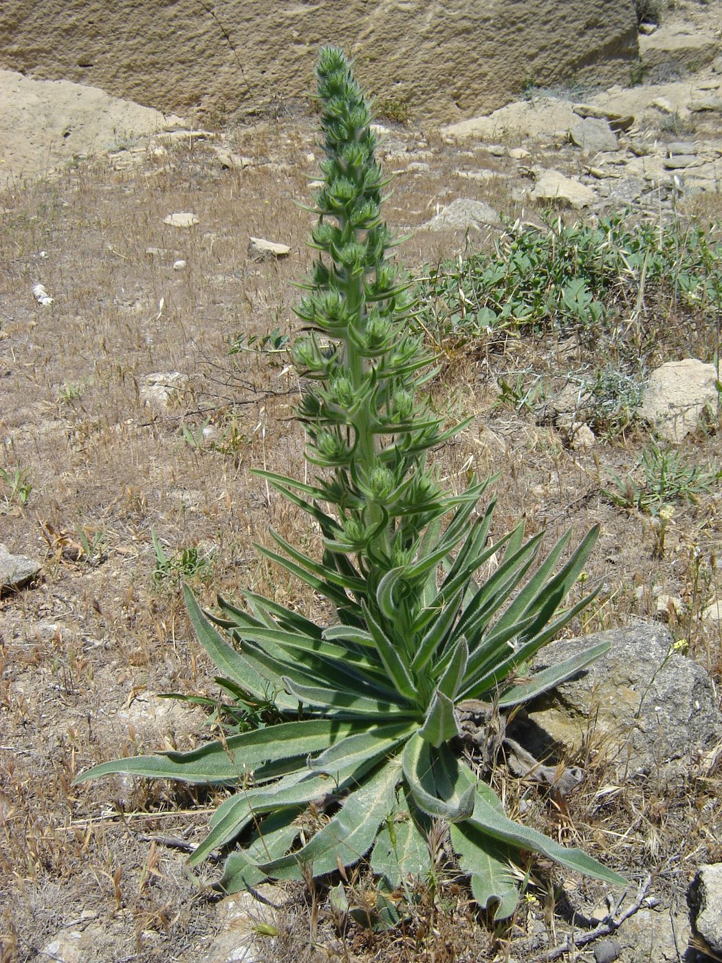 Image of Echium biebersteinii specimen.