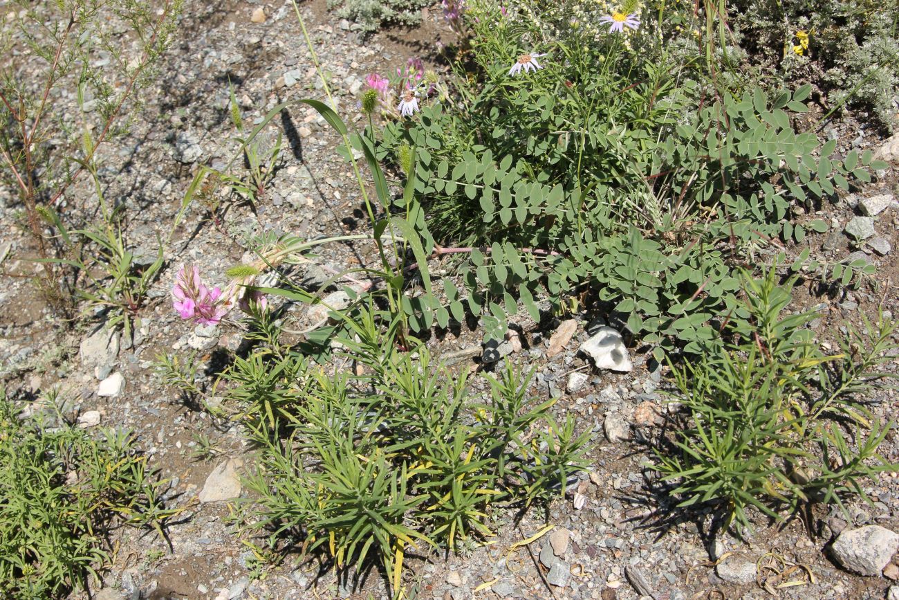 Image of Hedysarum gmelinii specimen.