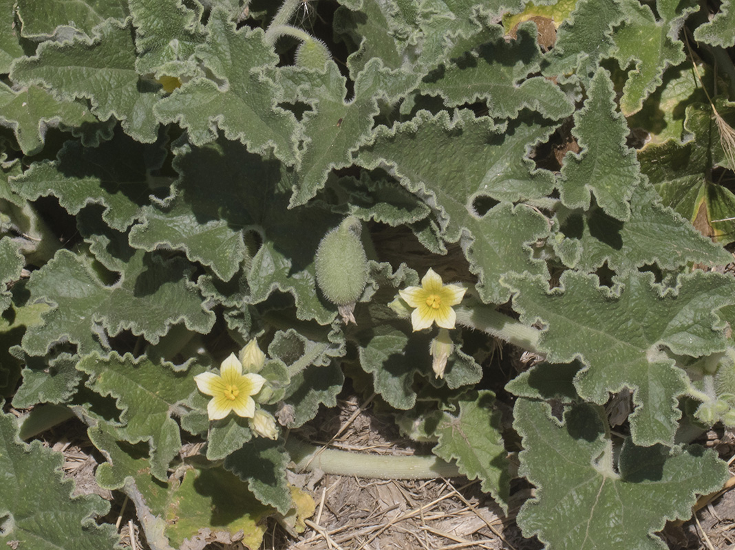 Image of Ecballium elaterium specimen.