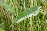 Sonchus подвид uliginosus