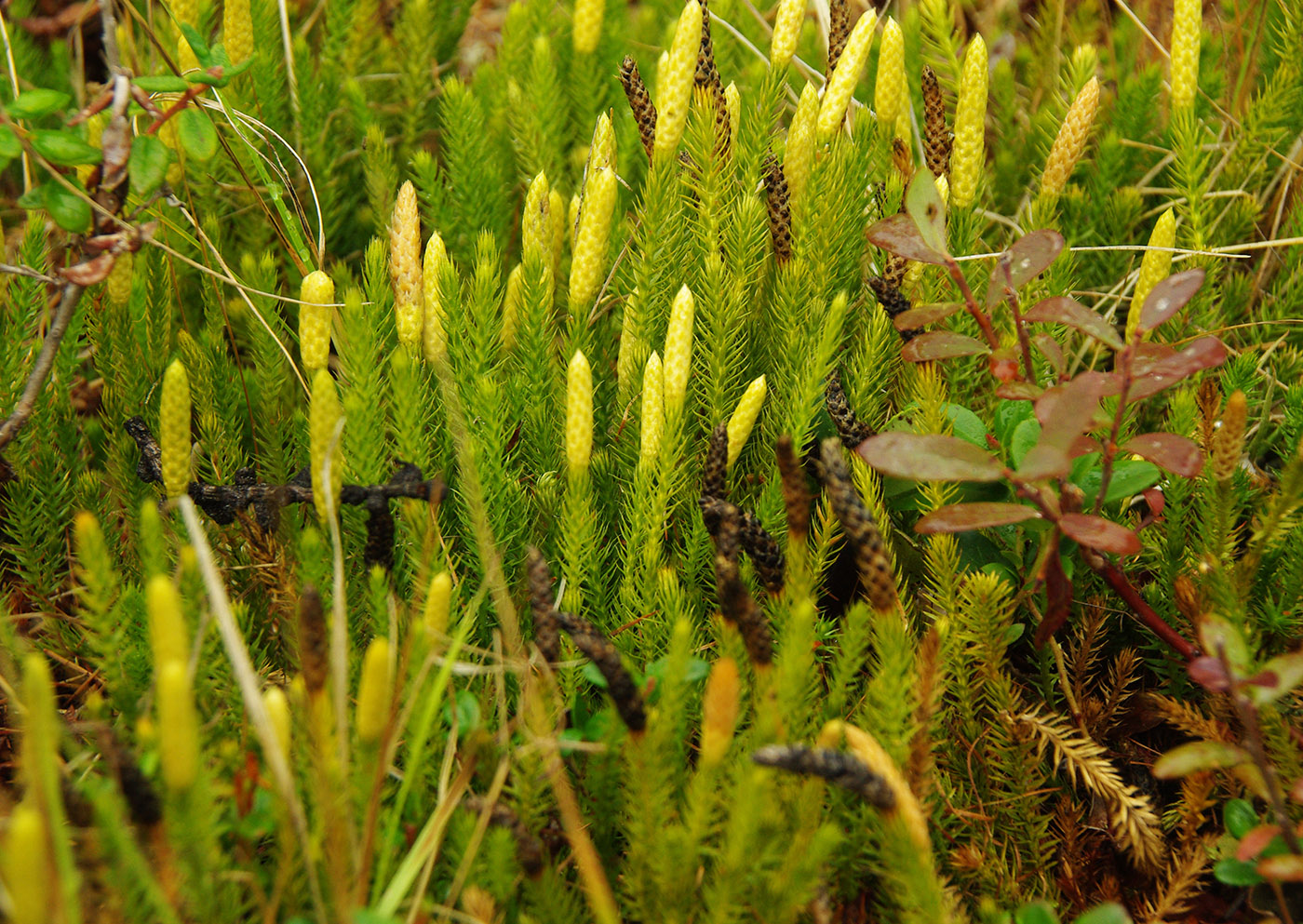 Image of Lycopodium dubium specimen.