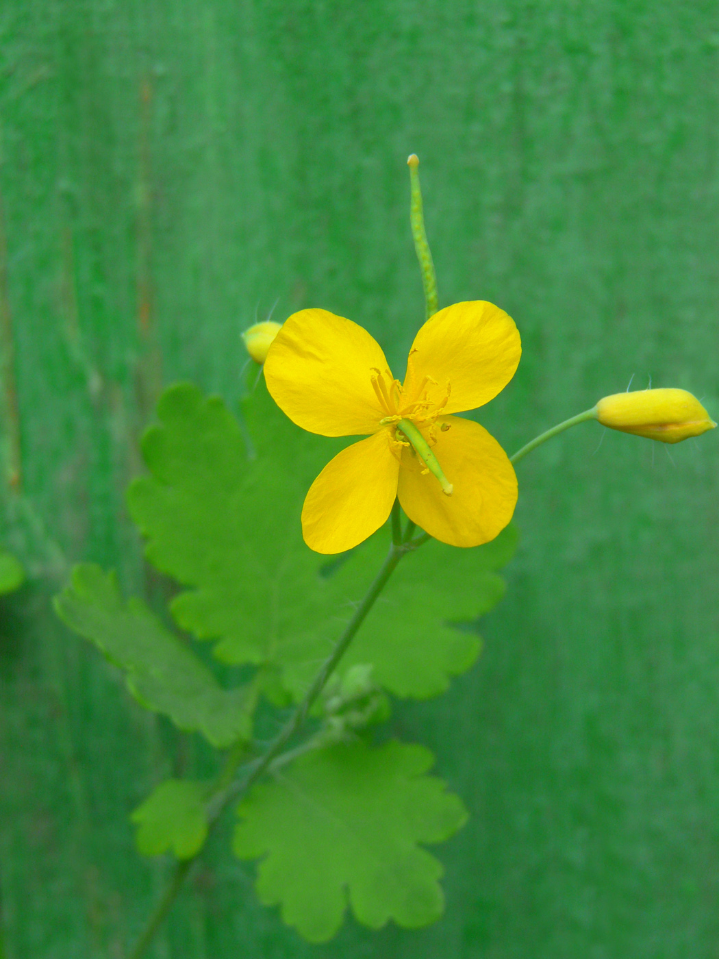 Image of Chelidonium majus specimen.