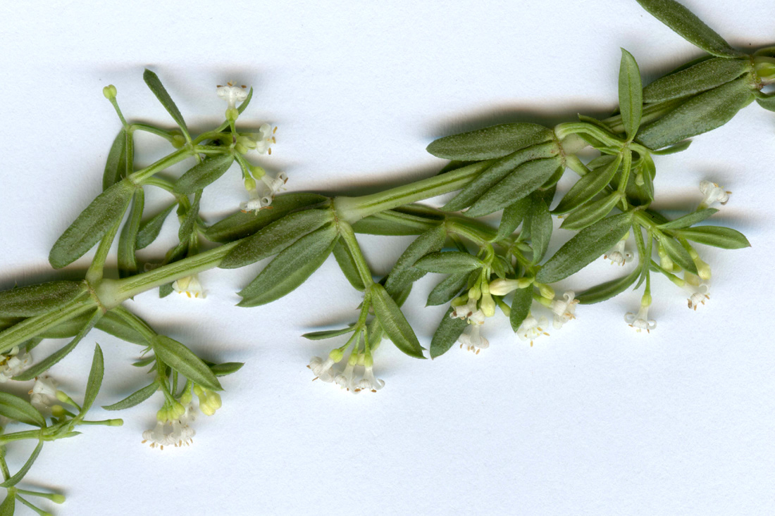 Image of Galium humifusum specimen.