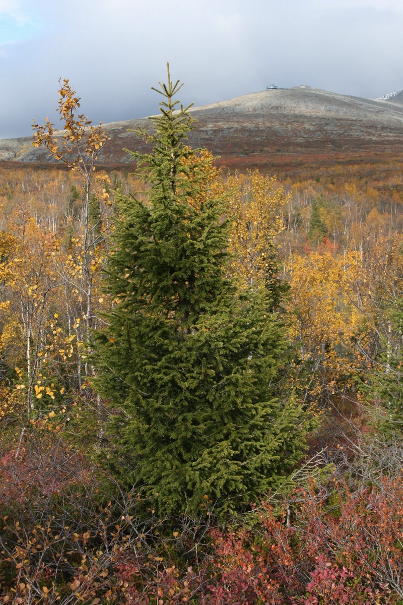 Изображение особи Picea obovata.