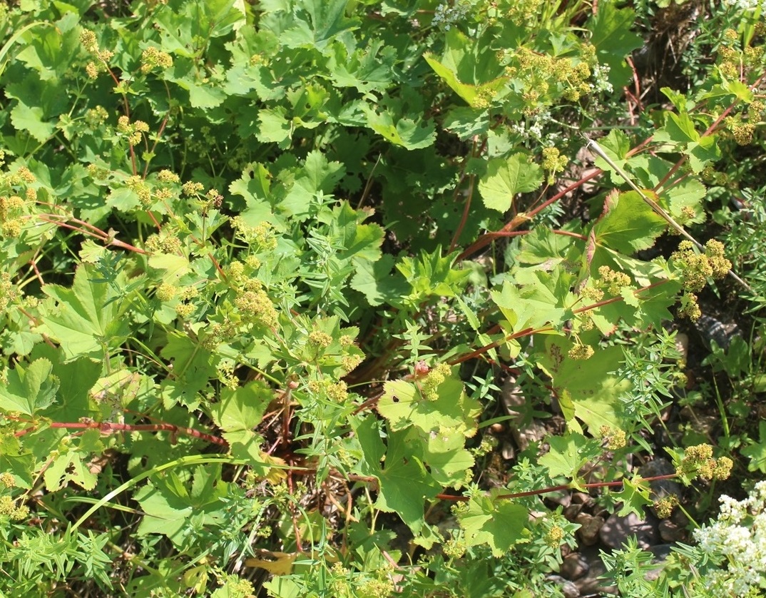 Изображение особи Alchemilla leiophylla.