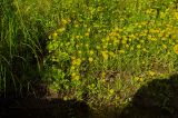 Inula britannica