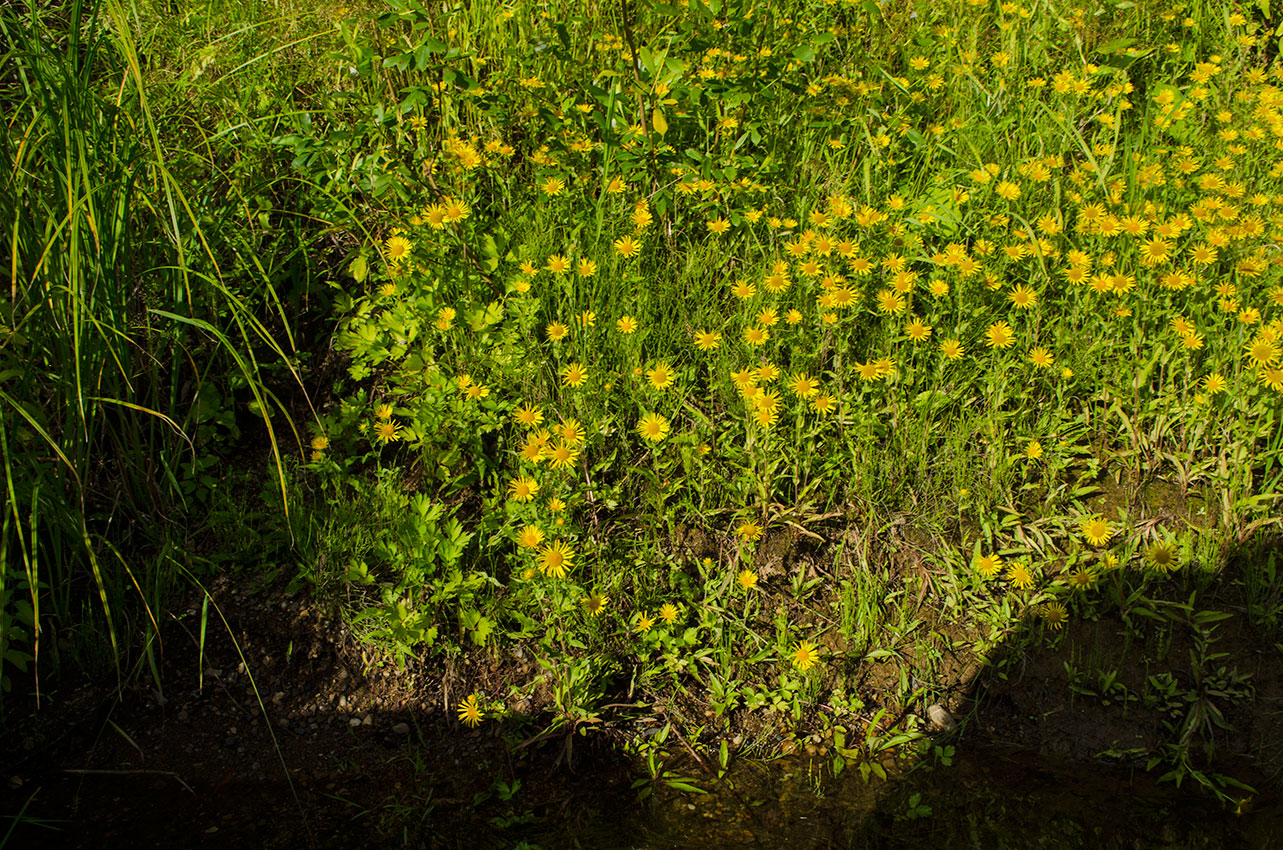 Изображение особи Inula britannica.