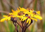 Ligularia dentata. Соцветия с кормящимися шмелями и подлетающим комаром. Республика Коми, г. Сыктывкар, ул. Ботанический сад, Ботсад СГУ. 14.09.2019.