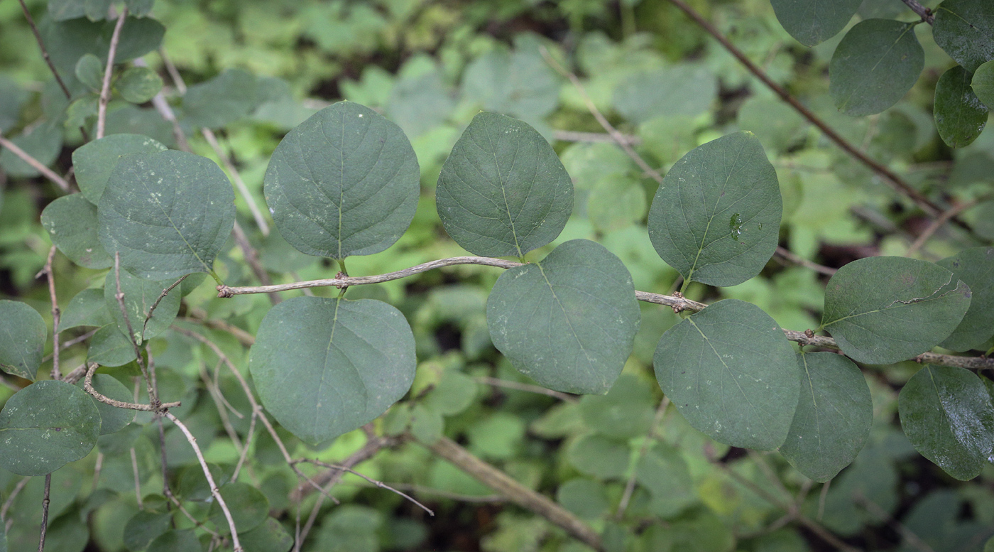 Image of Lonicera nummulariifolia specimen.