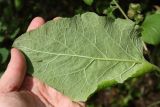 Arctium minus