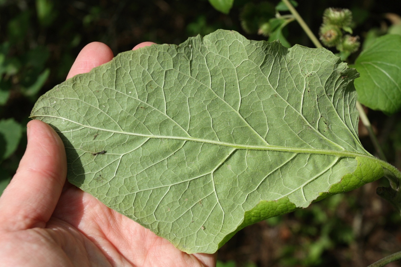 Image of Arctium minus specimen.