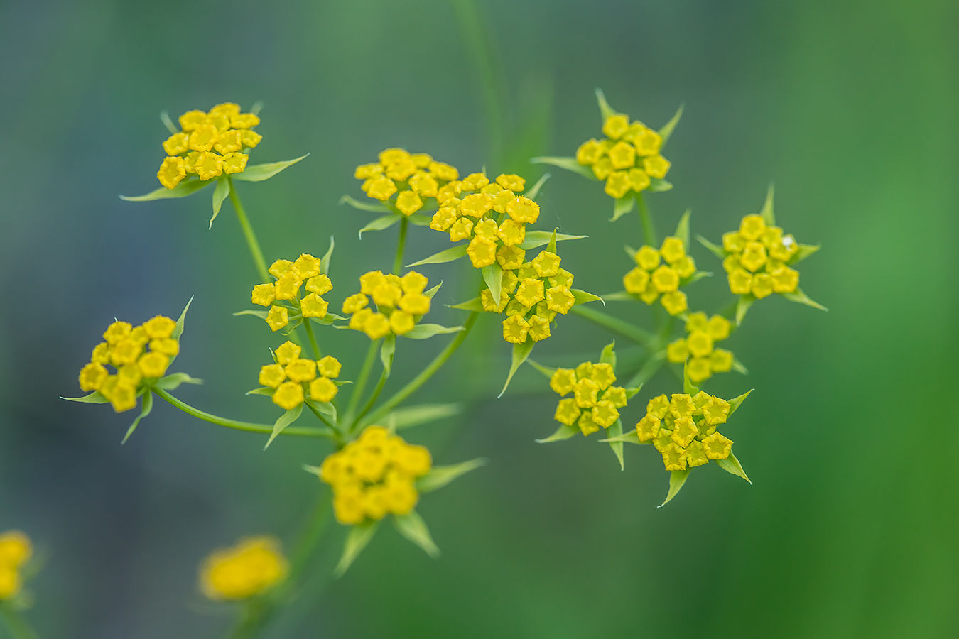 Изображение особи Bupleurum polyphyllum.