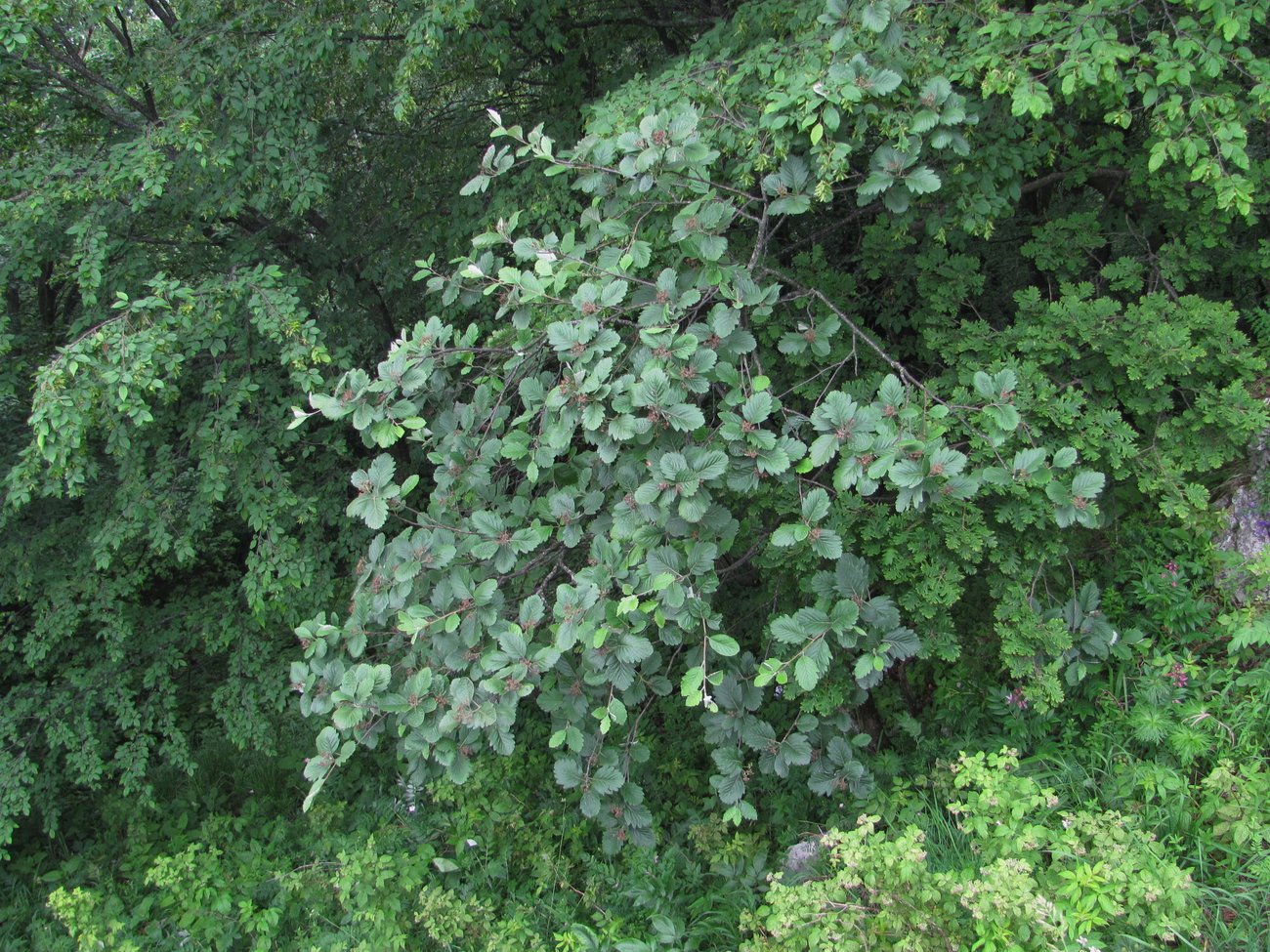 Image of Sorbus caucasica specimen.