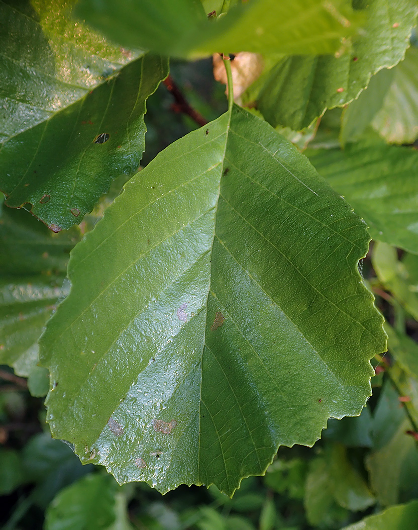 Изображение особи Alnus glutinosa.