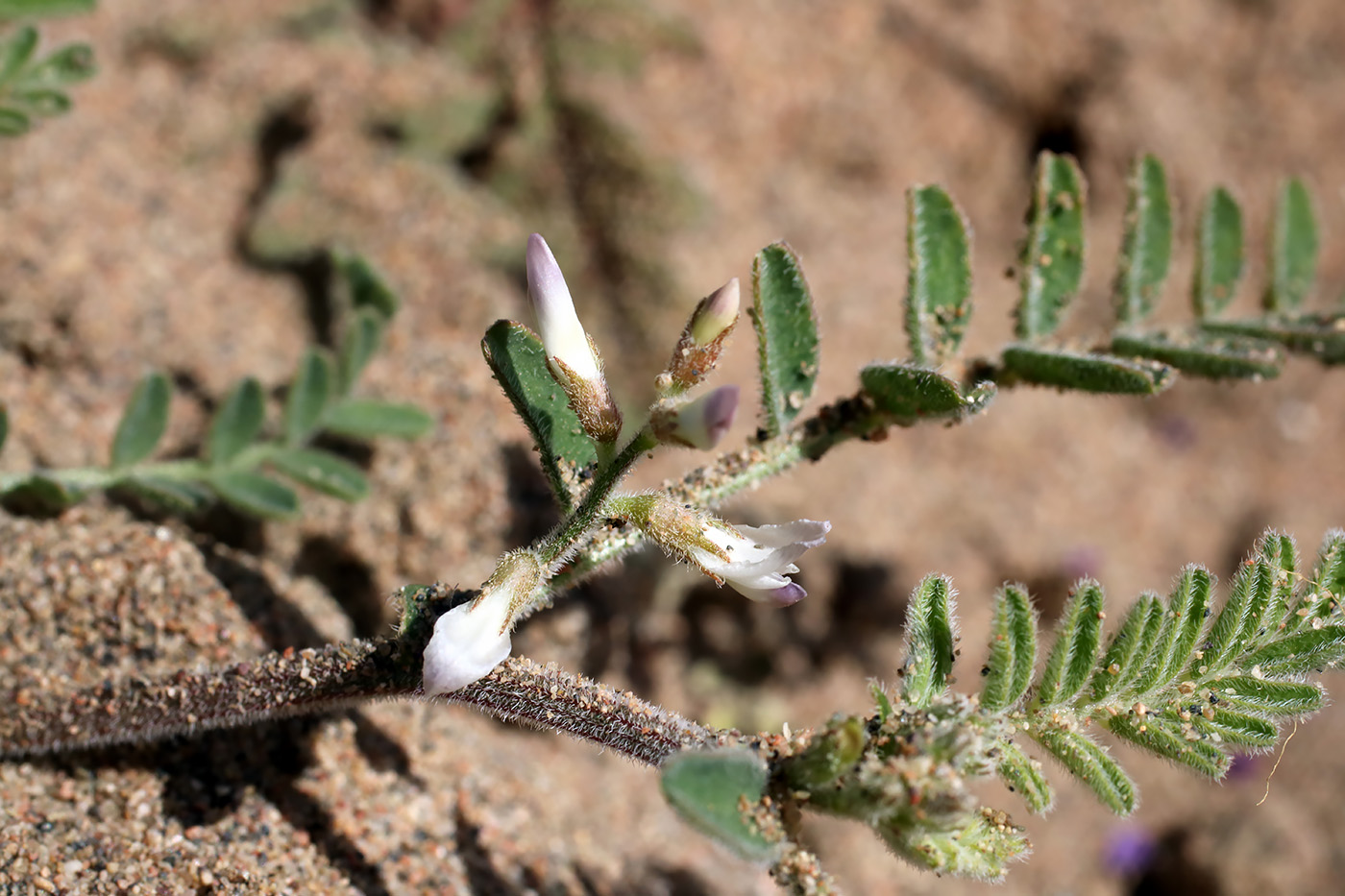 Изображение особи Astragalus ophiocarpus.