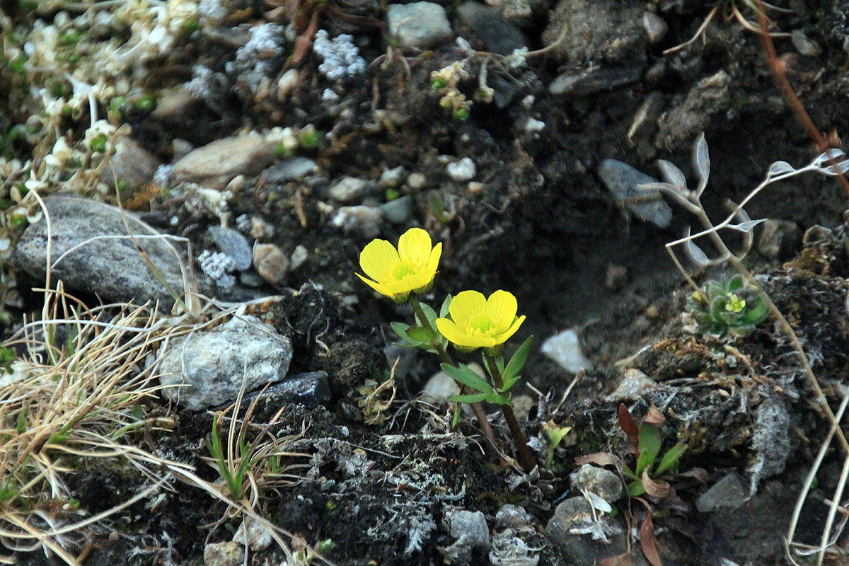 Image of genus Ranunculus specimen.