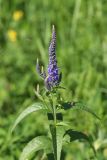 Veronica longifolia