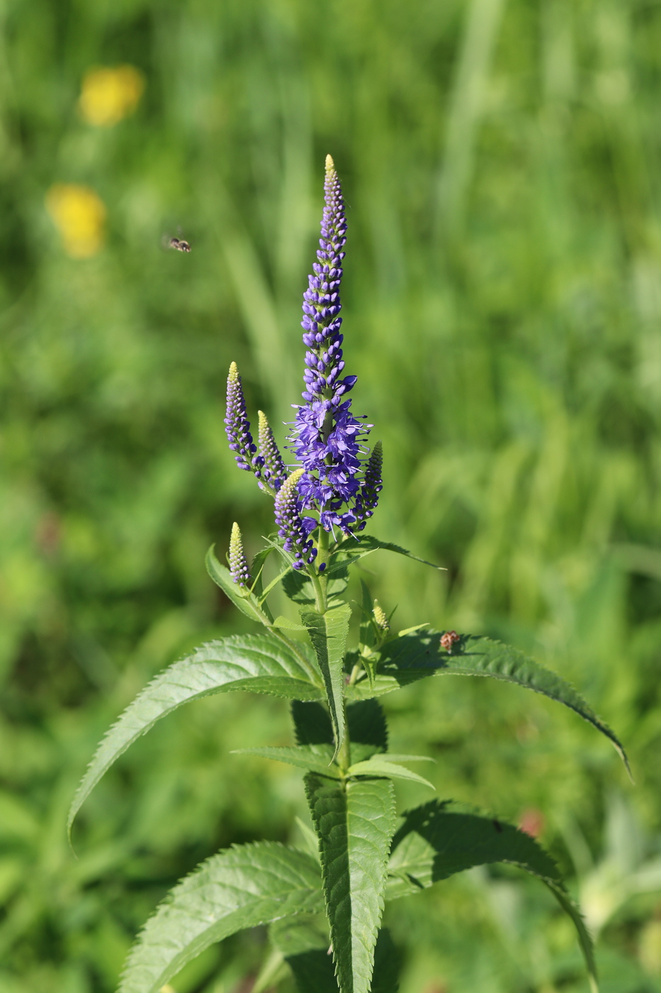 Изображение особи Veronica longifolia.