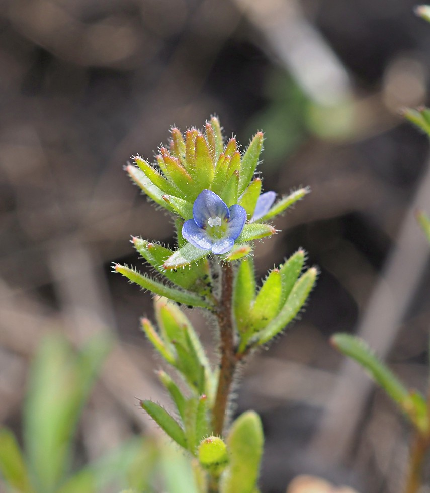 Image of Veronica verna specimen.