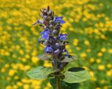 Ajuga reptans