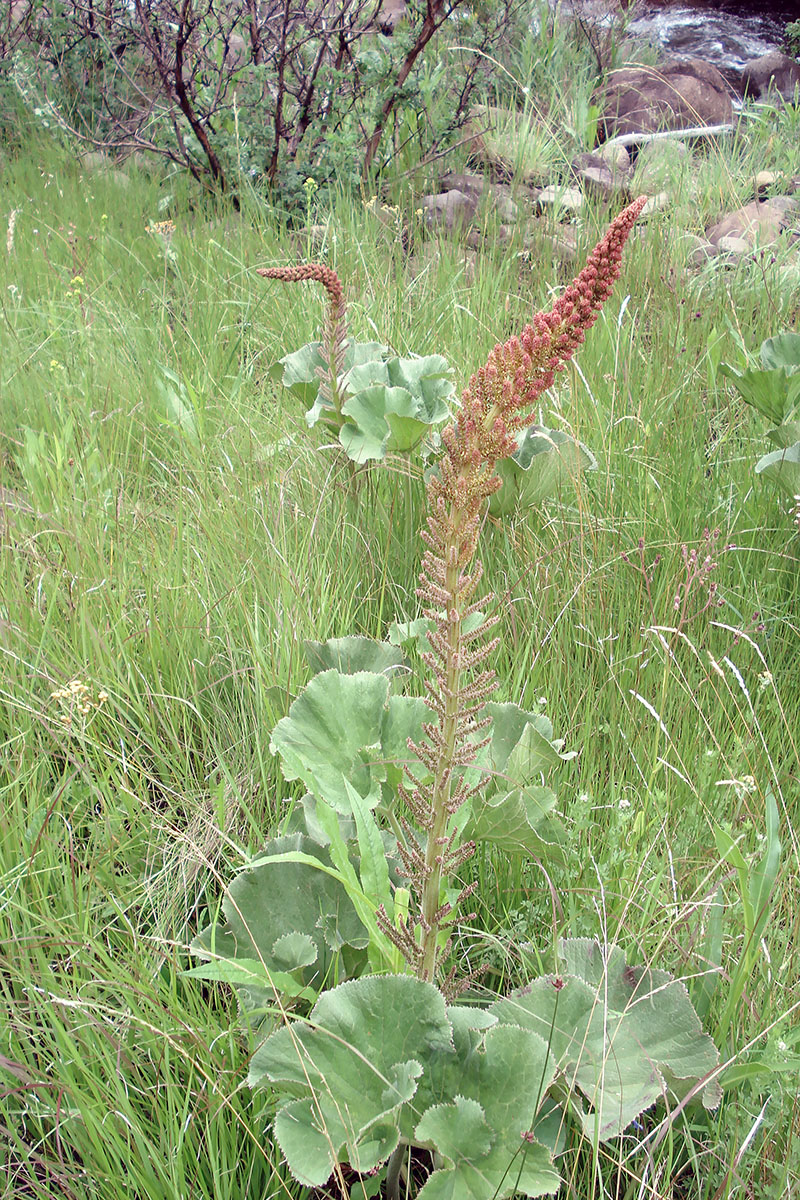 Image of genus Gunnera specimen.