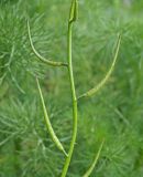 Chorispora tenella