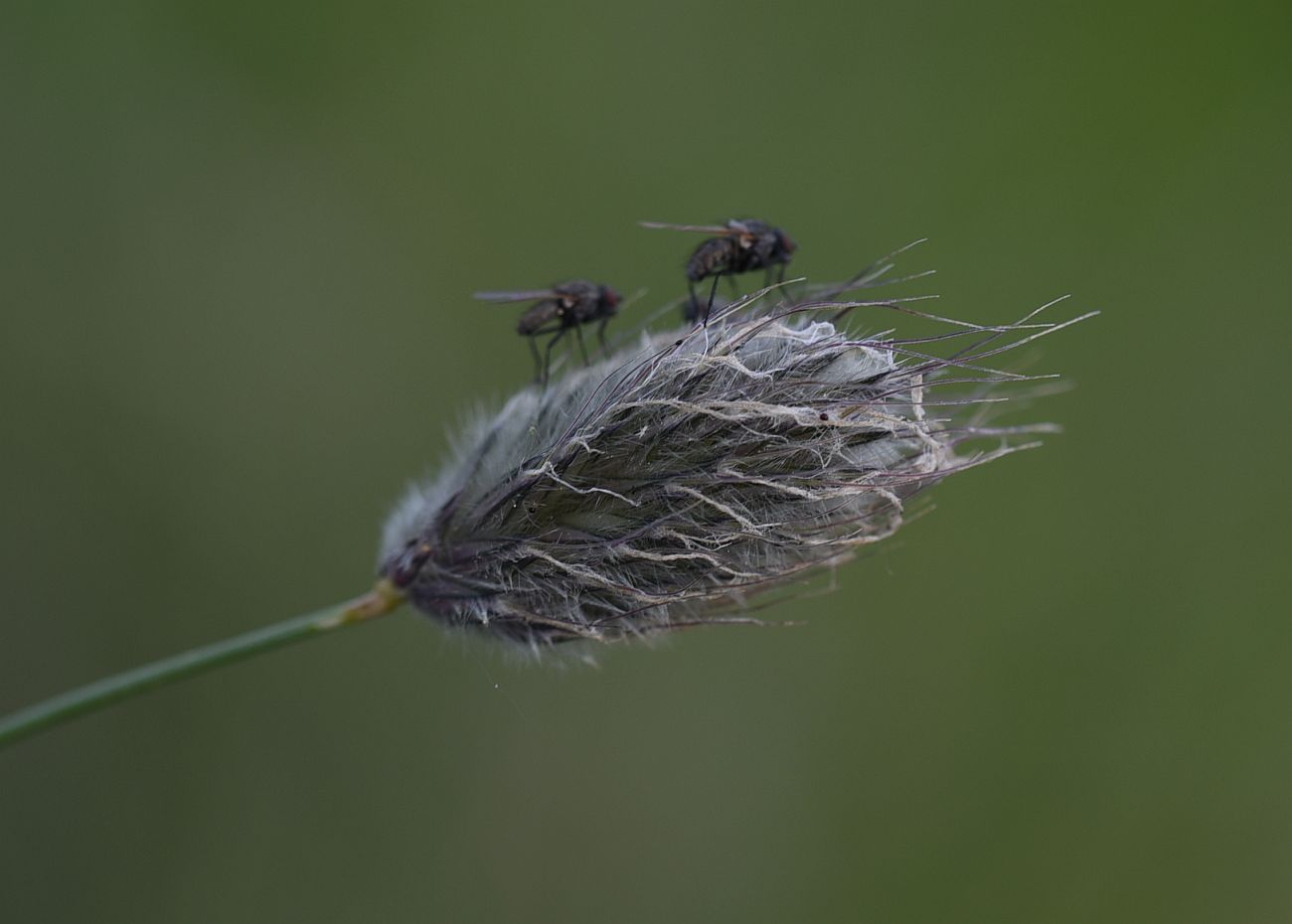 Image of genus Alopecurus specimen.