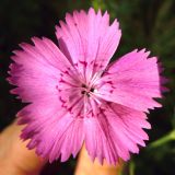 Dianthus pratensis
