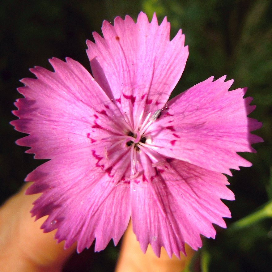 Изображение особи Dianthus pratensis.