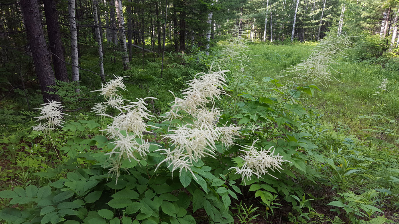 Изображение особи Aruncus dioicus.