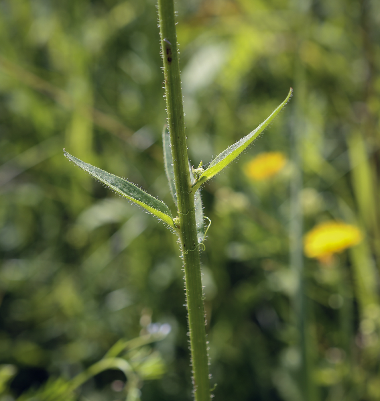 Image of Picris hieracioides specimen.