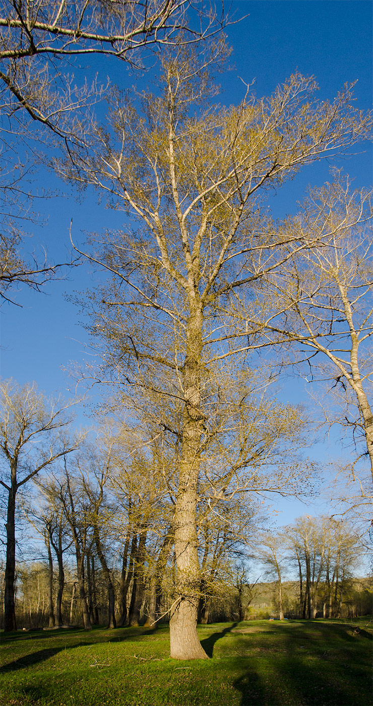 Image of Populus nigra specimen.