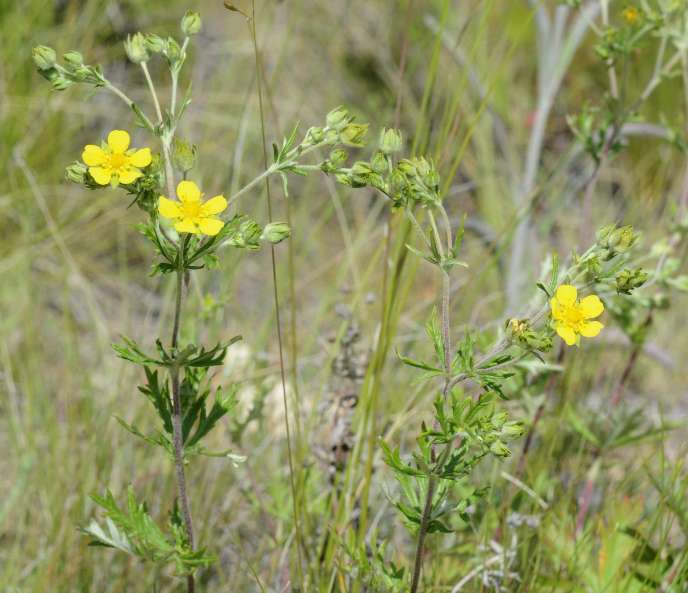 Изображение особи Potentilla impolita.