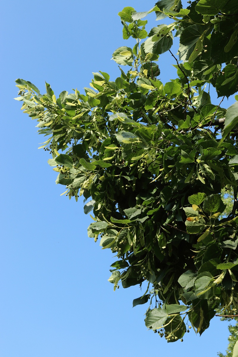 Image of Tilia americana specimen.