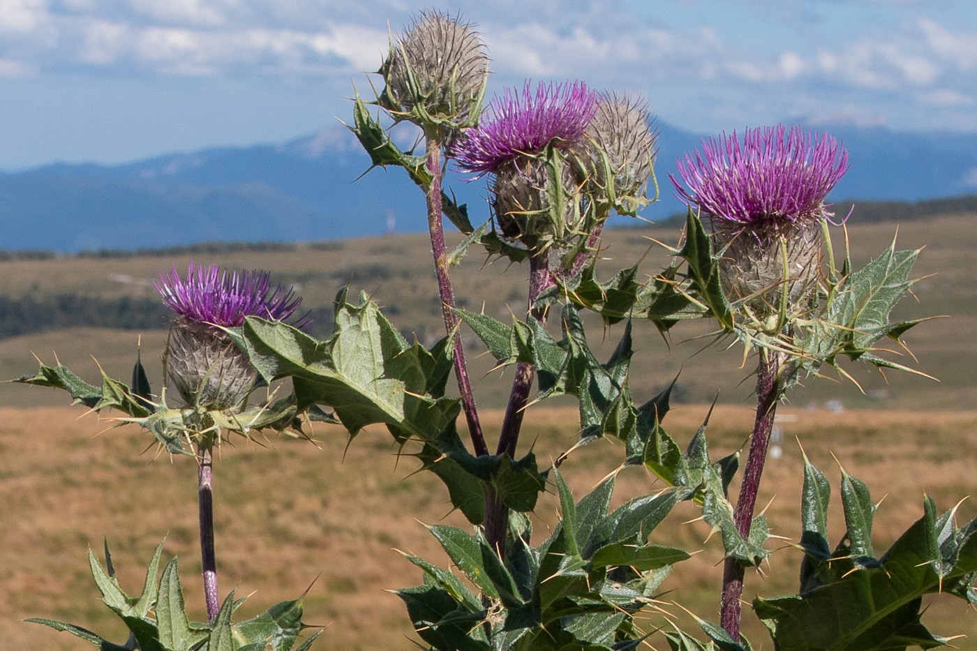 Image of Cirsium pugnax specimen.